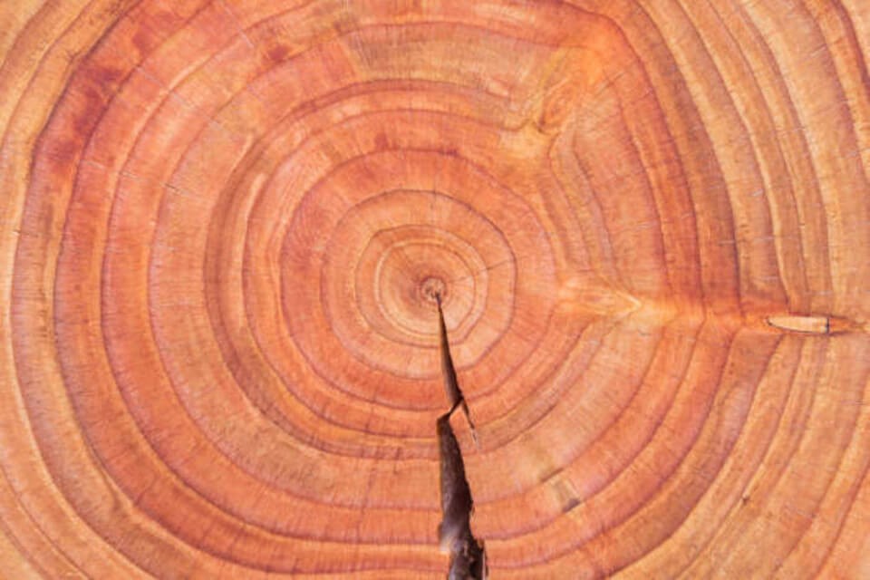 TOP 5 MÀU SẮC VÂN GỖ ĐƯỢC ƯA CHUỘNG NHẤT HIỆN NAY | XU HƯỚNG MÀU NỘI THẤT 2025